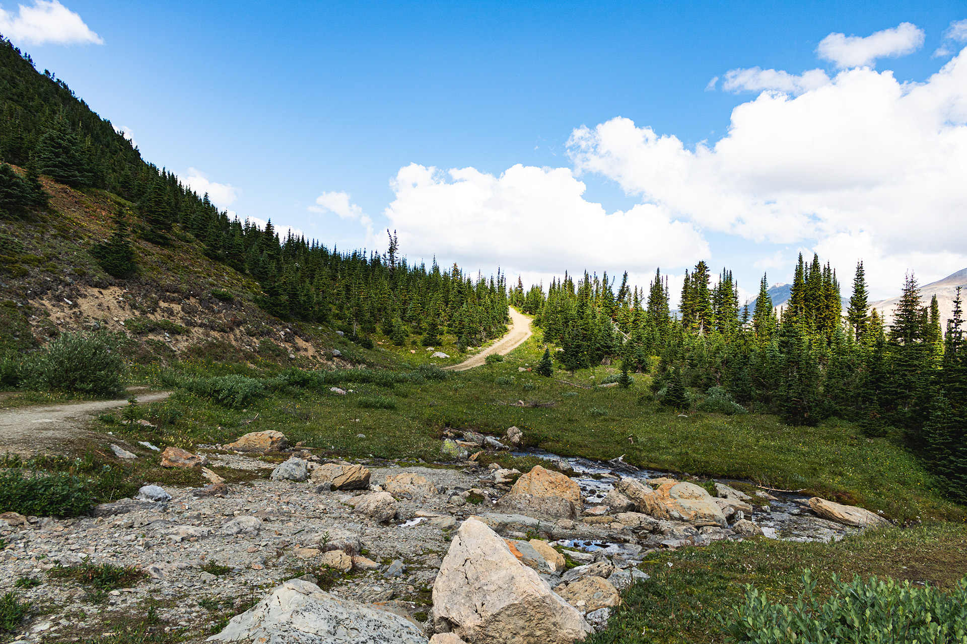 Rocky hiking trail moving behind short fern trees on a sunny day.